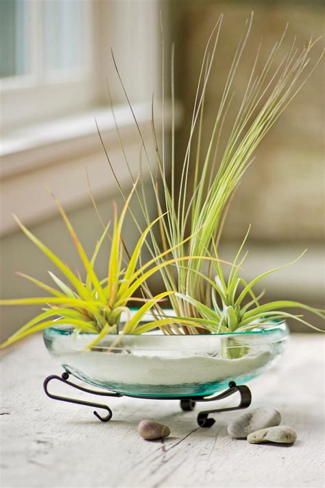 How To Decorate With Air Plants Hgtv