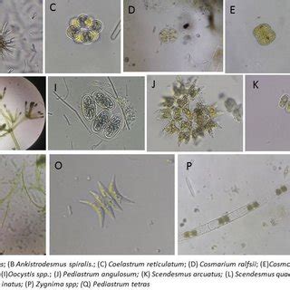 Microphotographic images of Cyanophyceae and Bacilariophyceae ...