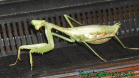 Taking Care Of A Wild Praying Mantis Keeping Insects