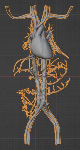 3d Model Of Heart And Cardiovascular System Heart Embodi3D