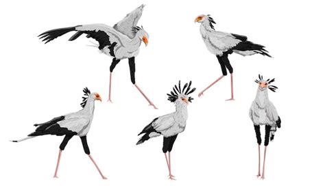 Premium Vector Set Of Secretary Birds Sagittarius Serpentarius In