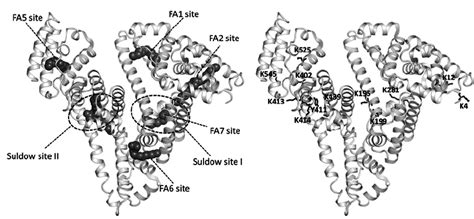 Overall Structure Of Hsa The Structure Of Hsa Is Shown In Graphic