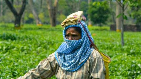 Tea gardens in Assam's Jorhat showing interest to engage returnees: Official- Republic World