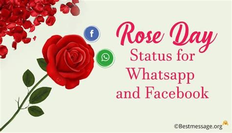 Rose Day Status Rose Day Whatsapp And Facebook Messages