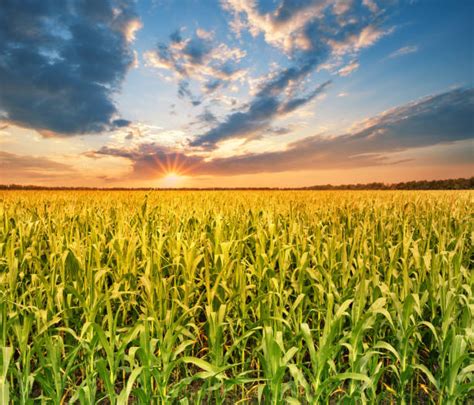 228300 Corn Feild Stock Photos Pictures And Royalty Free Images Istock