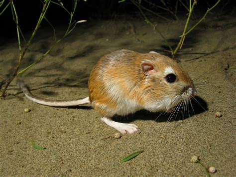 Ord S Kangaroo Rat From Cfb Suffield On August At Am By