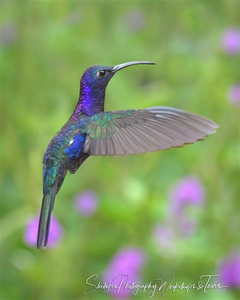 Violet Sabrewing Hummingbird Flying With Purple Flowers Shetzers