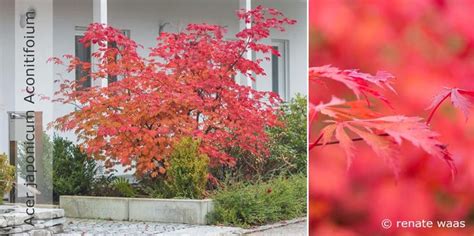 Acer Japonicum Japanischer Ahorn Gartenblog Zu Gartenplanung