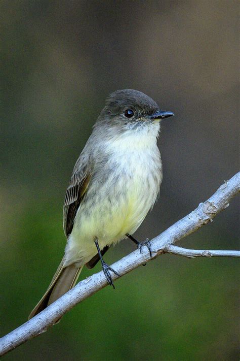 Eastern Phoebe Perched Photograph By Julie Barrick Fine Art America