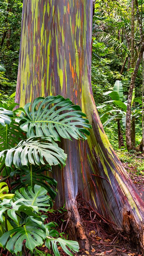 Born And Raised Rainbow Eucalyptus Photos Maui Hawaii