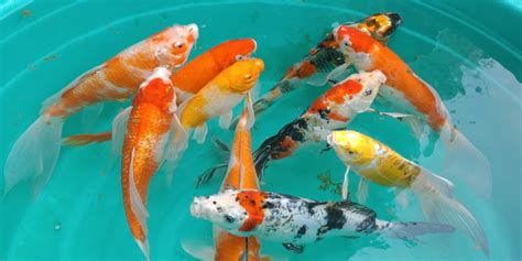 Dream About Koi Fish Meaning And Interpretation