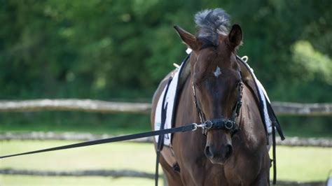 How To Lunge A Horse Your Essential Guide Horse And Hound