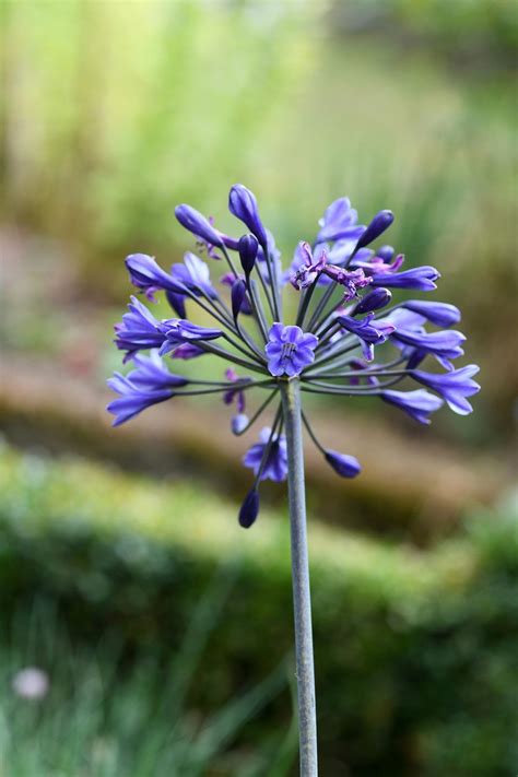 Agapanthus: Plant Care and Collection of Varieties - Garden.org