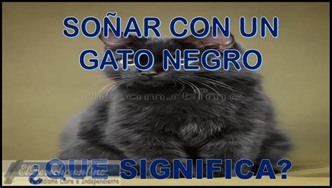 Soñar Con Un Gato Negro Qué Significa Este Sueño El Derecho Online