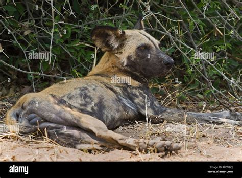 African Wild Dogs Predators Hi Res Stock Photography And Images Alamy