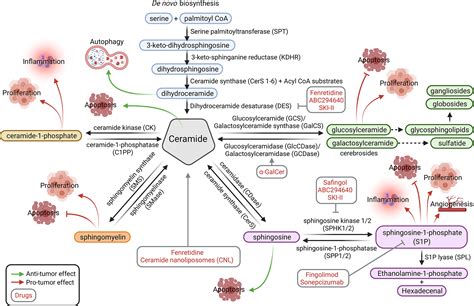 Frontiers Targeting Sphingolipids For Cancer Therapy