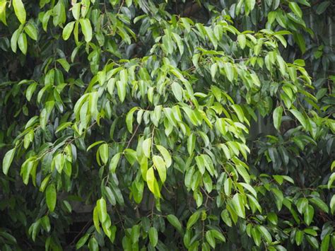 Laurel De La India Ficus Benjamina