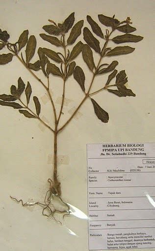 Herbarium Tumbuhan