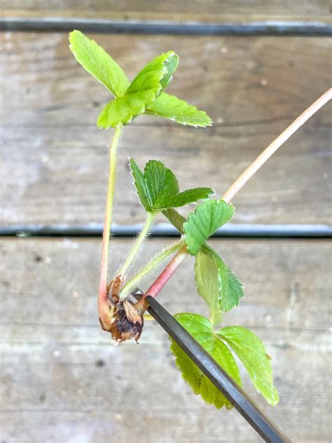 What To Do With Strawberry Runners