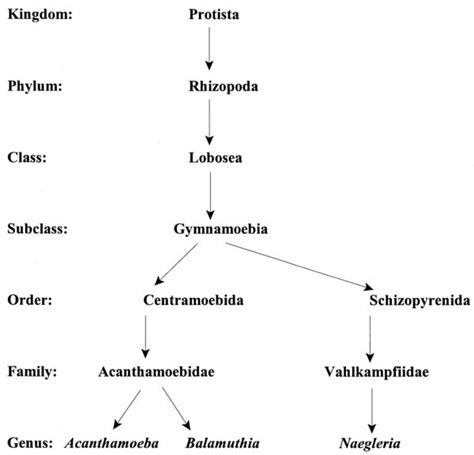 Acanthamoeba Polyphaga Microbewiki