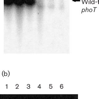 A Southern Blot Hybridization After Bamhi Digestion And Probing With