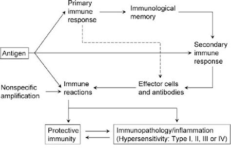 Schematic Representation Of The Relationships Between Adaptive Immune Download Scientific