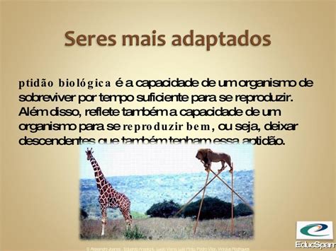 Utilize O Conceito De Seleção Natural Para Explicar Essa Evolução