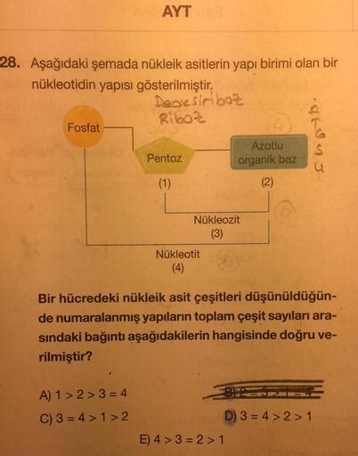 Ayt 28 Aşağıdaki şemada Nükleik Asitlerin Yapı Birimi Olan Bir