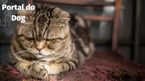 Como saber se seu gato está depressão Portal do Dog