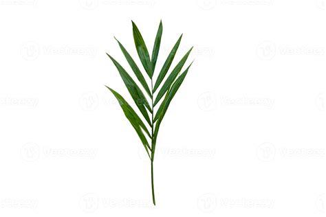 497 Green leaves isolated on a transparent background 20223125 Stock ...