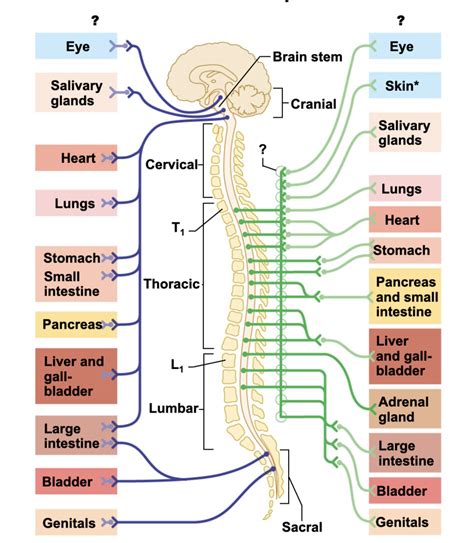 Overview Of The Subdivisions Of The Autonomic Nervous System Diagram