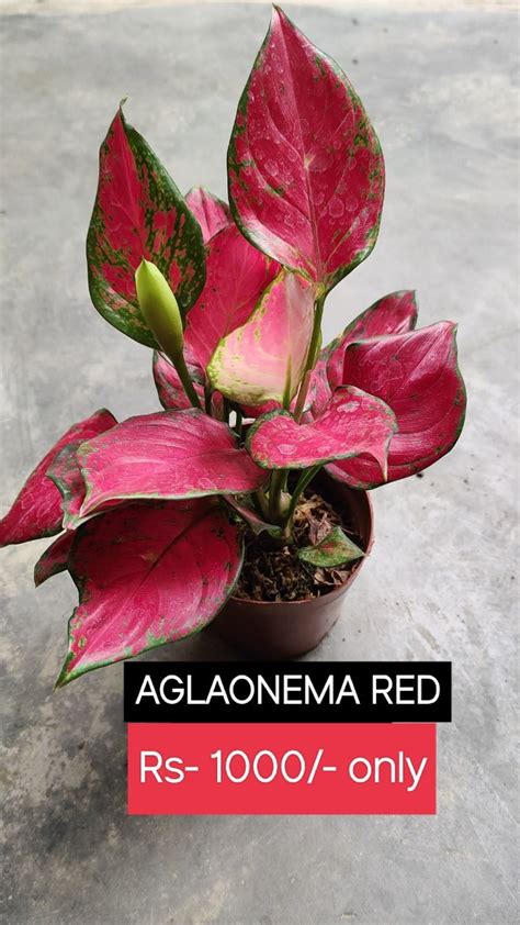 Aglaonema Red – Blossom Exotica