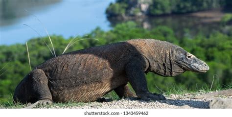 Komodo Dragon Stuck Out Forked Tongue Stock Photo Shutterstock