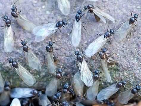 Flying ant day: What is it and why does it happen? | The Independent