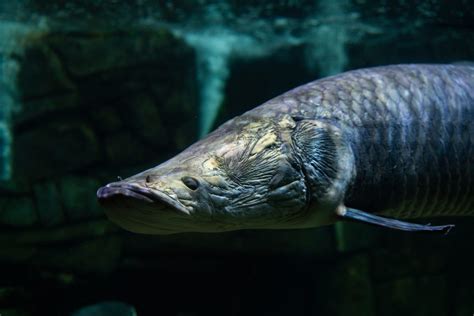 Arapaima - The Living Planet Aquarium