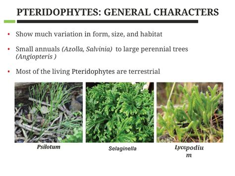 SOLUTION Pteridophytes General Characters Studypool