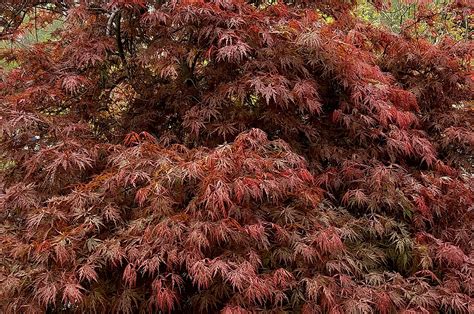 Acer Palmatum Diss Orangeola