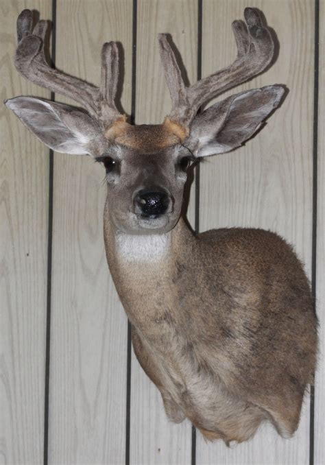 coues deer | Whitetail deer, Deer, Taxidermy