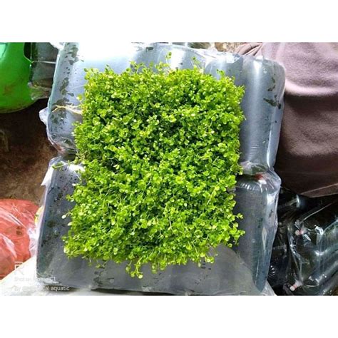 Jual Monte Carlo Karpet Tanaman Aquascape Shopee Indonesia