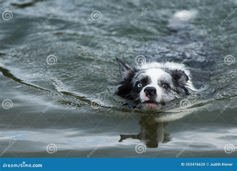 Border Collie Dog Swimming In A Lake Stock Photo Image Of Lake