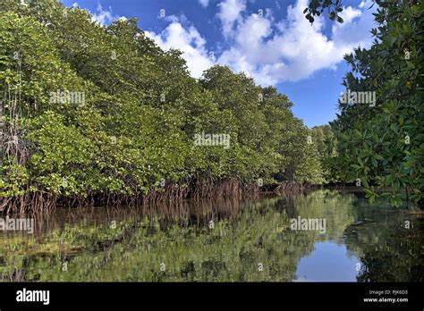 Mangroves Rhizophora Sp Fotograf As E Im Genes De Alta Resoluci N Alamy