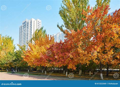 Autumn Apricot Trees And Buildings Stock Photo Image Of Province