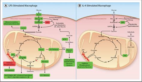 Figure 1 From Intracellular And Intercellular Aspects Of Macrophage