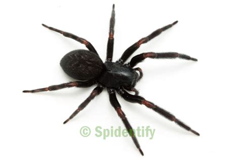 Lace-web Spiders - Spidentify