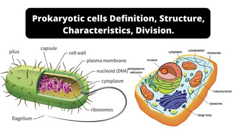 Prokaryotic Cells Definition Structure Characteristics Examples