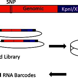 Design of the massively parallel reporter assay.