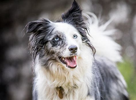 Australian Shepherd Husky Mix