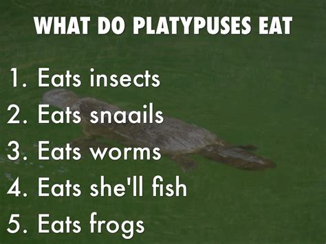 Platypus By Henry By P206