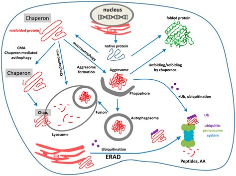 Ijms Free Full Text Heat Shock Proteins And Autophagy Pathways In Neuroprotection From