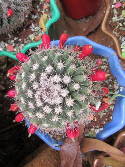 Mammillaria Species Cultivars Bangalore Eflora Of India